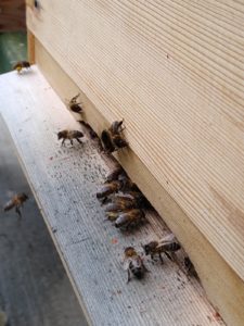 Bees at ATC