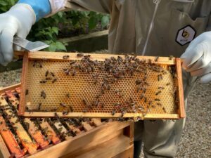 ATC Honeybee Update